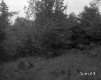 Forest Next to Area of Tall Grass and Plants