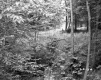 Ferns and Forest Area