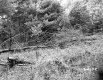 Fallen Tree with Ferns and Forest