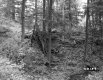 Fallen Tree with Plants and Forest