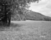 View of Parcel 20: Field and Forest