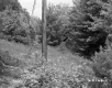 Utility Pole Next to Plants and Trees