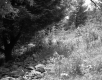 Forest Area with Rocks, Plants, and Trees