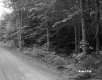 Dirt Road Next to Forest Area