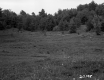 Field and Forest Near Road