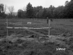 Horse Grazing in Fenced Area