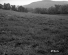 Field and Forest Area Near Frontal Road