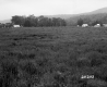 Field with Buildings in the Distance