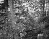 View of Forest