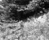 View of Plants and Trees