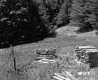 Group of Wooden Planks near Forest Area