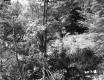 View of Forest with Plants and Trees