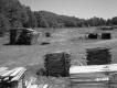 Field Dotted with Wooden Piles