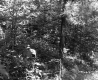 View of Leafy Trees and Plants