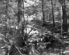 Fallen Tree in Forest Area