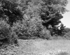 Fallen Tree Branch with Field and Forest 