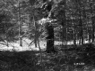 Trees in Forest Area