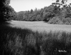 View of Meadow Lined by Forest