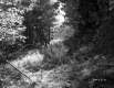 Forest with Leafy Trees and Ferns