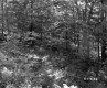 Trees and Plants in Forest