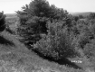 Conifer and Deciduous Trees on Hill