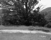 Trail Next to Tree