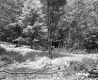 Forest Area with Fallen Branch and Ferns