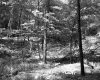 Forest Scene with Leafy Trees and Ferns