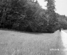 Automobile on Paved Road Next to Field and Forest