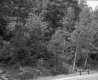 Forest Area Next to Road