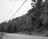 Two Automobiles on Paved Road with Forest