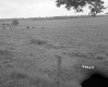 Cows Grazing on Pasture with Fence