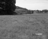Appleton Property, Meadow