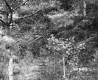 Appleton Property, Trees