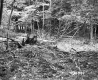 George and Edmands Property Forestland on Route 5 in Fairlee