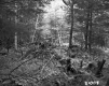 George and Edmands Property Forestland on Route 5 in Fairlee
