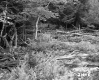 George and Edmands Property Forestland on Route 5 in Fairlee