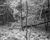 George and Edmands Property Forestland on Route 5 in Fairlee