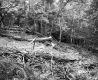 George and Edmands Property Forestland on  Route 5 in Fairlee