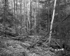 George and Edmands Property Forestland on Route 5 in Fairlee