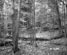 George and Edmands Property Forestland on Route 5 in Fairlee