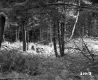 Fairbrother Property Forestland on Route 5 in Fairlee