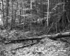 Fairbrother Property Forestland on Route 5 in Fairlee