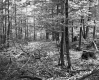 Fairbrother Property Forestland on Route 5 in Fairlee
