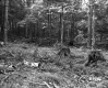 Fairbrother Property Forestland on Route 5 in Fairlee