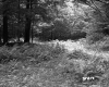 Fairbrother Property Forestland on Route 5 in Fairlee