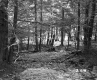 Fairbrother Property Forestland on Route 5 in Fairlee