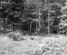 Fairbrother Property Forestland on Route 5 in Fairlee