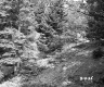 Fairbrother Property Forestland on Route 5 in Fairlee