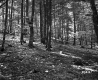 Aldrich Property Forestland on Route 5 in Fairlee